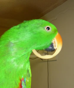 Avian Beak Trim