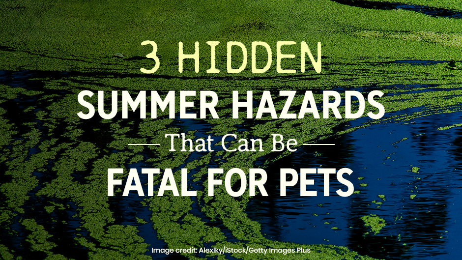 3 Hidden Summer Hazards That Can Be Fatal for Pets