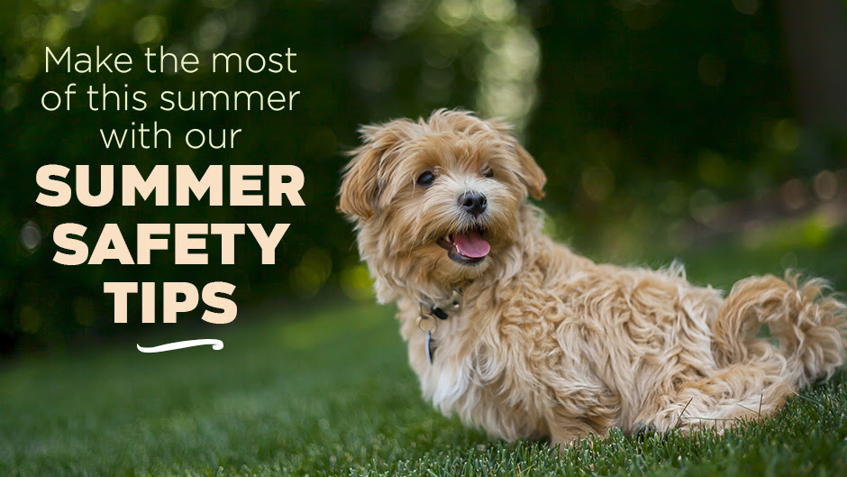 Make the Most of this Summer with Our Summer Safety Tips