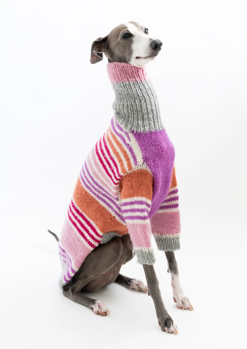 greyhound