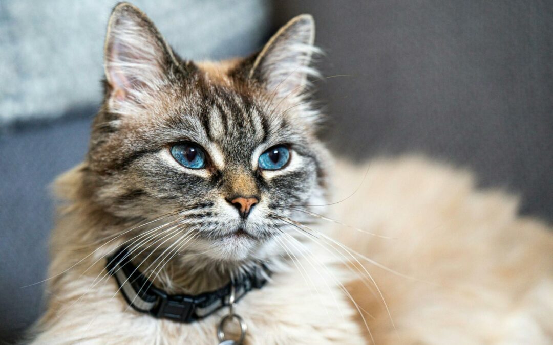 Healthy Teeth, Healthy Heart: Why Dental Care Matters